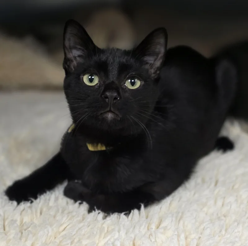 A young medium-sized male Black Domestic Short Hair cat named McIntosh for adoption in Macomb Twp, MI