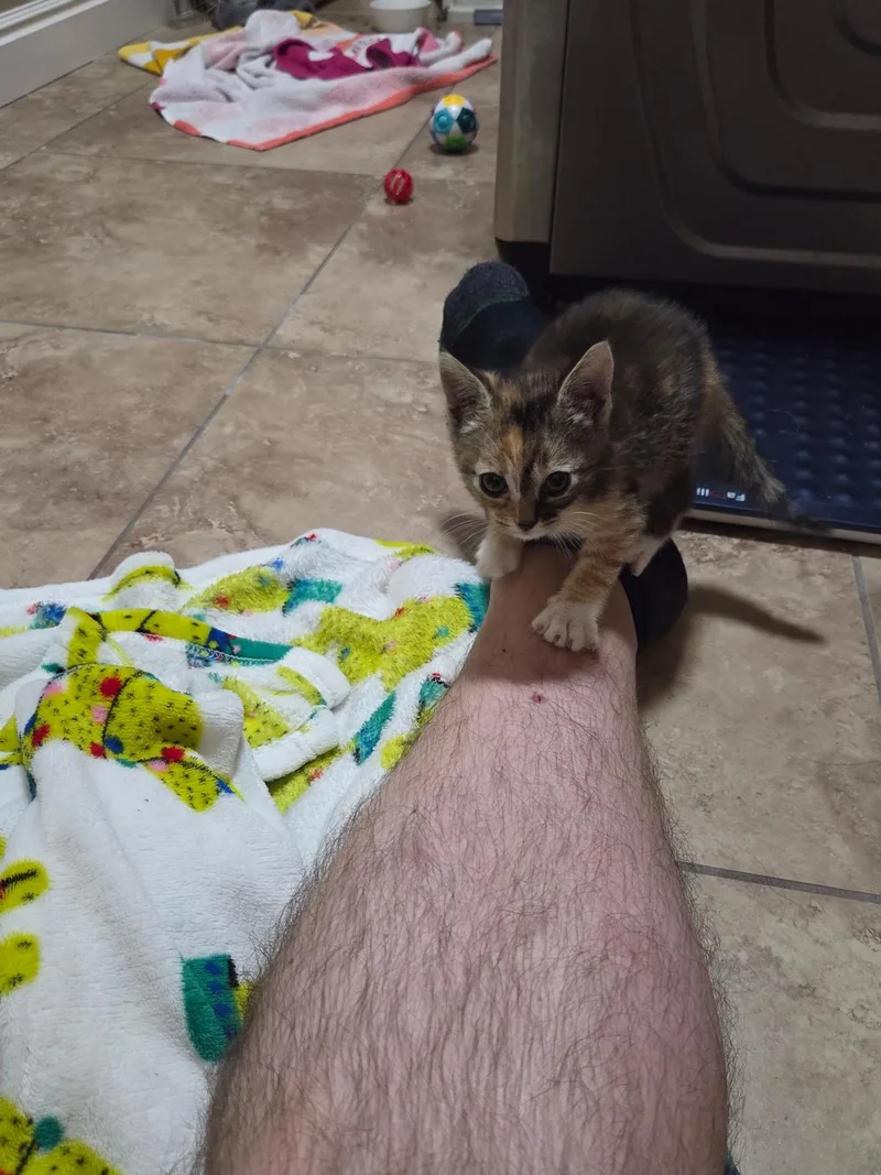 A baby medium-sized female Calico Domestic Short Hair cat named YooHoo for adoption in Fruit Heights, UT