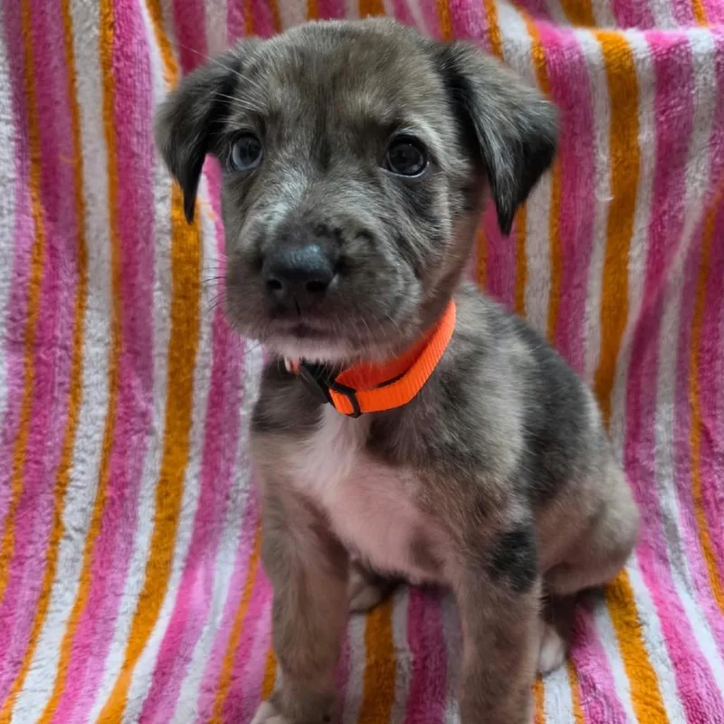 A baby medium-sized female Gray / Blue / Silver Australian Shepherd dog named Cinnamon for adoption in Olathe, KS