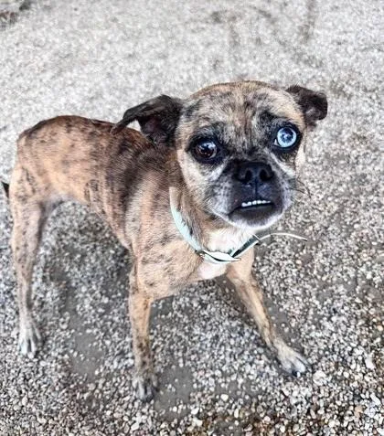 An adult small-sized female Brindle Pug dog named Moody for adoption in New Orleans, LA