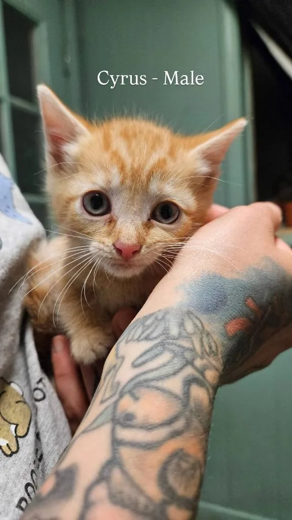A baby small-sized male Domestic Short Hair cat named Cyrus for adoption in LIberty, NY