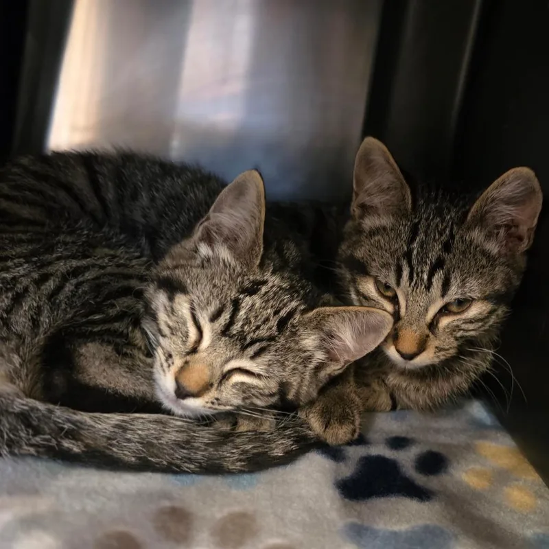 A baby small-sized female Brown / Chocolate Domestic Short Hair cat named Mantis for adoption in Spokane, WA