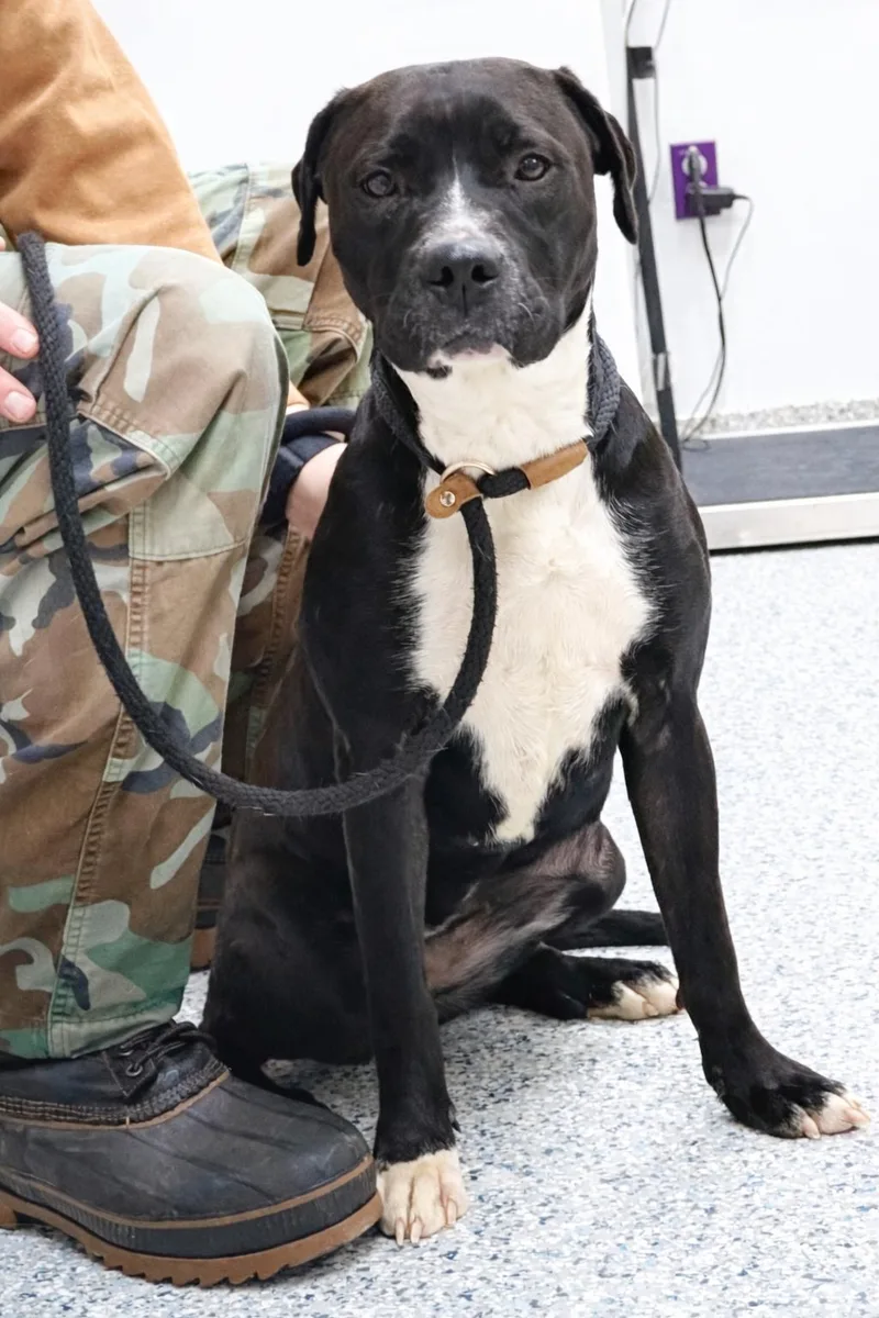 Pound Dogellie  Courtesy thumbnail 3