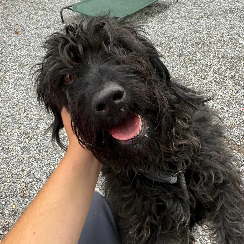An adult medium-sized female Black Mixed Breed dog named Yorkstray for adoption in York, PA