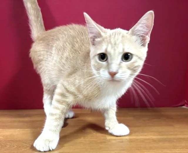 A baby medium-sized male Buff / Tan / Fawn Domestic Short Hair cat named Tater Tot for adoption in Hawk Point, MO
