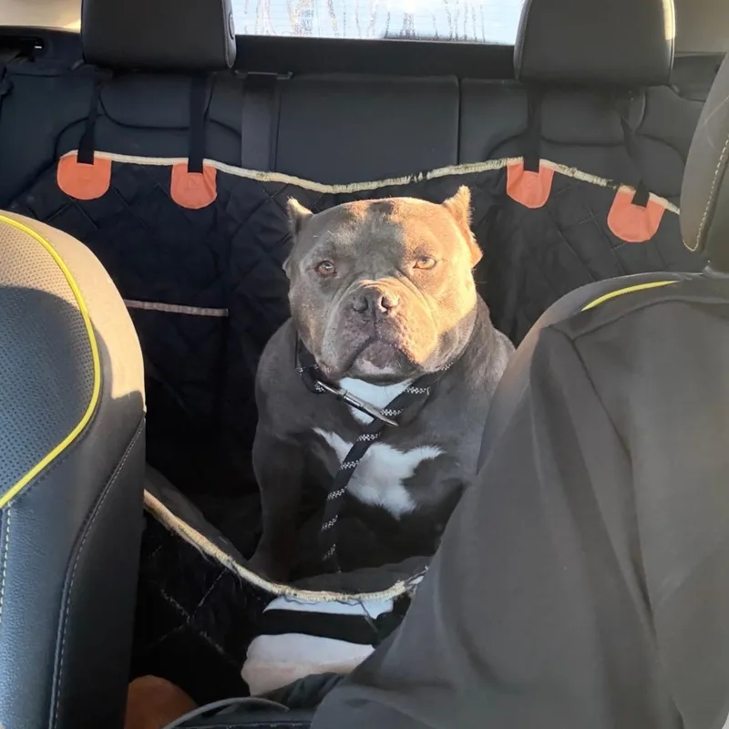 An adult medium-sized female Gray / Blue / Silver American Bully dog named Mimi for adoption in Albion, NY