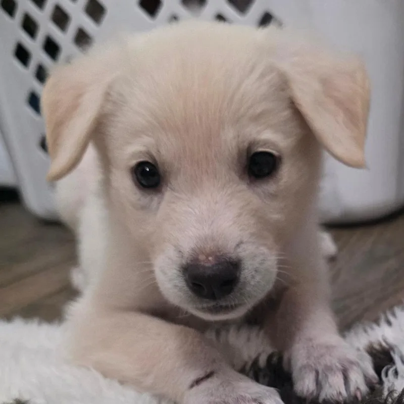 Peach Dd thumbnail 2