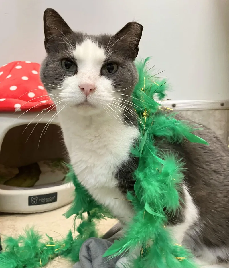 Couscous thumbnail 2