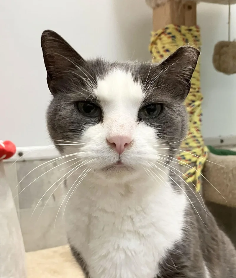 Couscous thumbnail 3