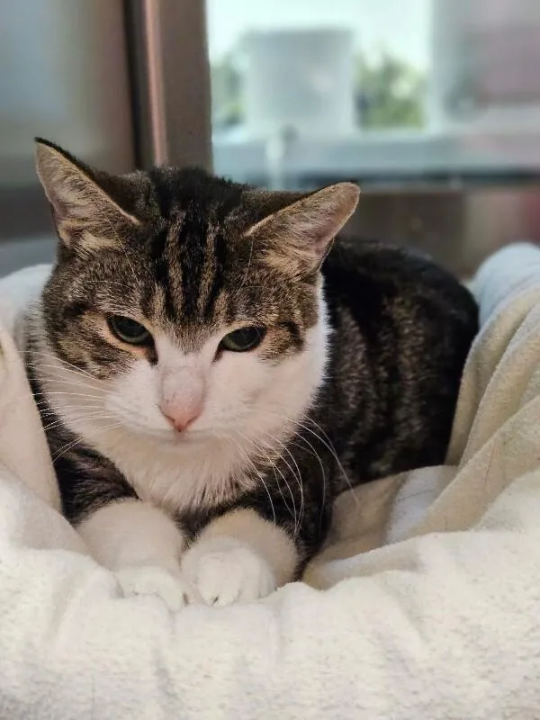 An adult medium-sized female Domestic Short Hair cat named Ginger for adoption in Disputanta, VA