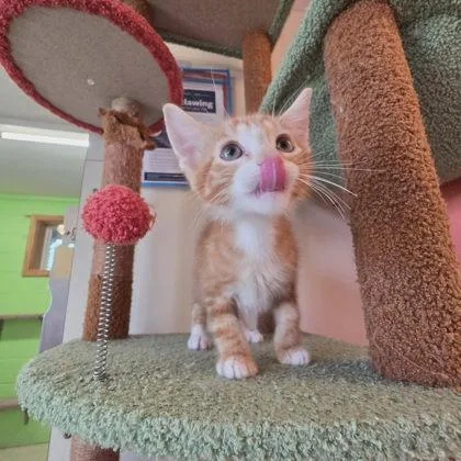 A baby small-sized male Domestic Short Hair cat named Luffy for adoption in Scottsbluff, NE