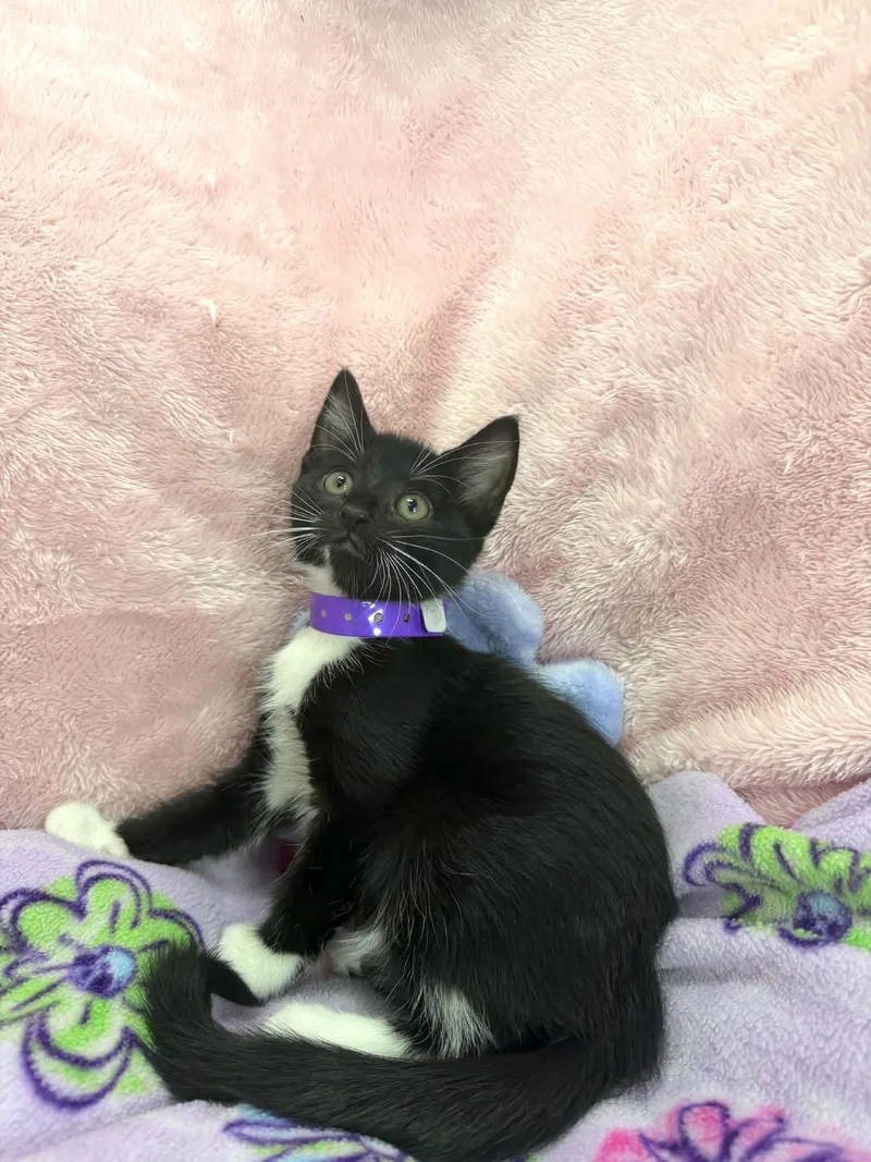 A baby medium-sized female Tuxedo cat named Tiana for adoption in Tavares, FL