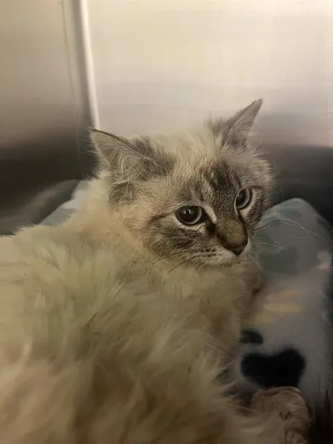 A baby small-sized female Siamese cat named Opaline for adoption in West Valley City, UT