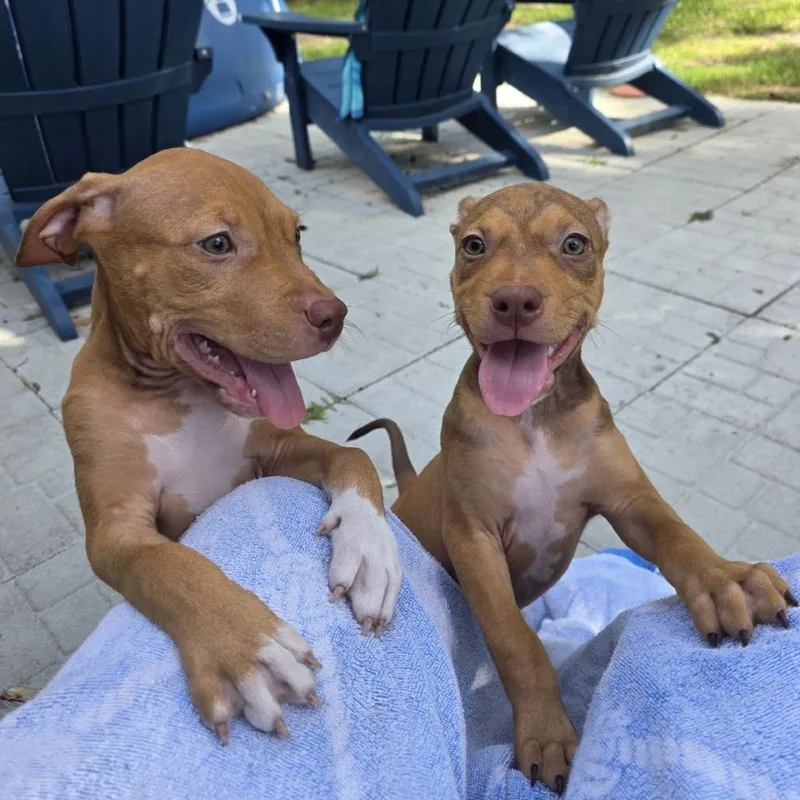 A baby medium-sized female Red / Chestnut / Orange Black Mouth Cur dog named Pip for adoption in Ocala, FL
