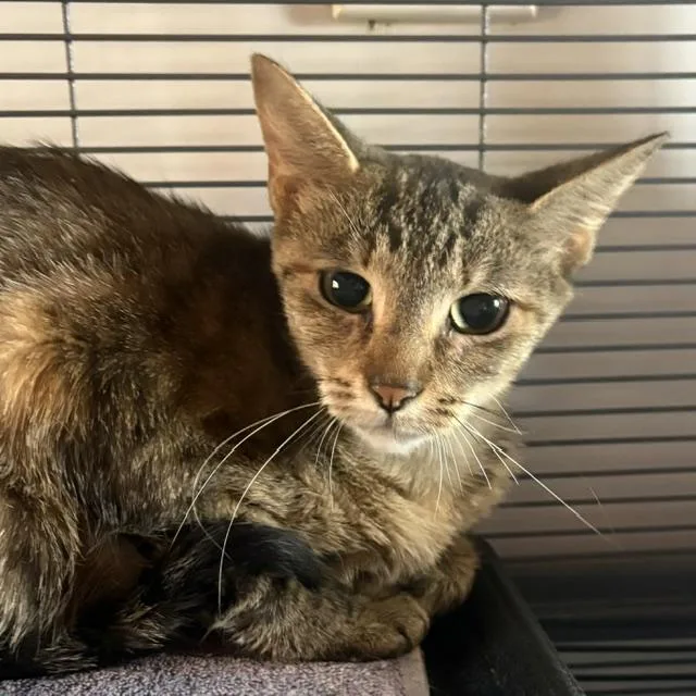 A young medium-sized female Tabby (Brown / Chocolate) Tabby cat named Daisy for adoption in Porter, TX