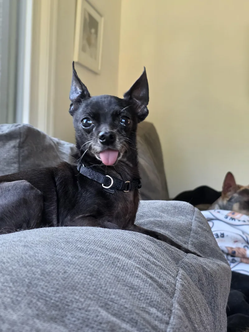 Mr. Pickles thumbnail 2