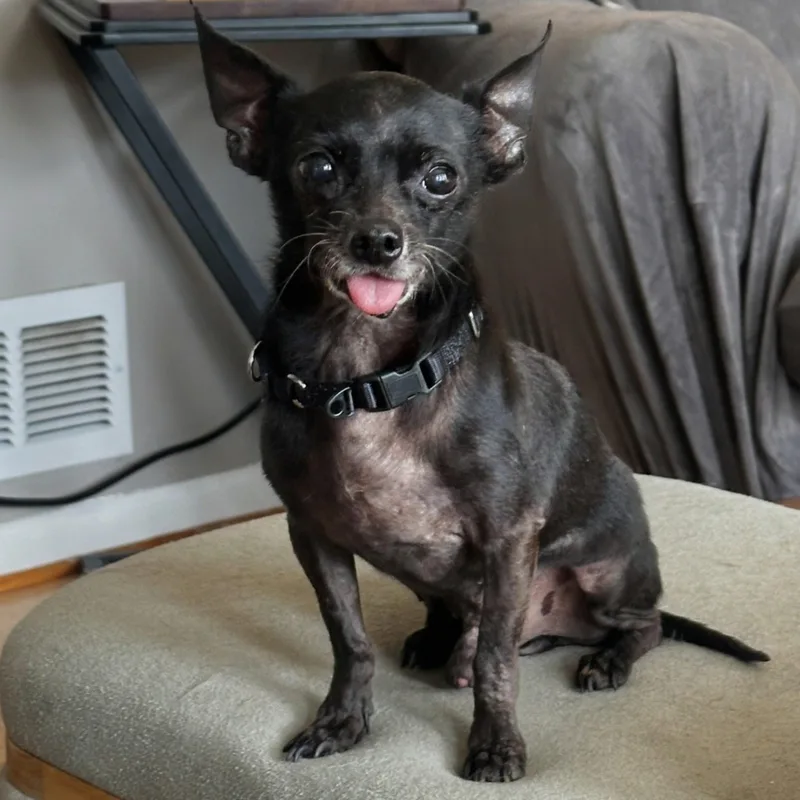 Mr. Pickles thumbnail 3