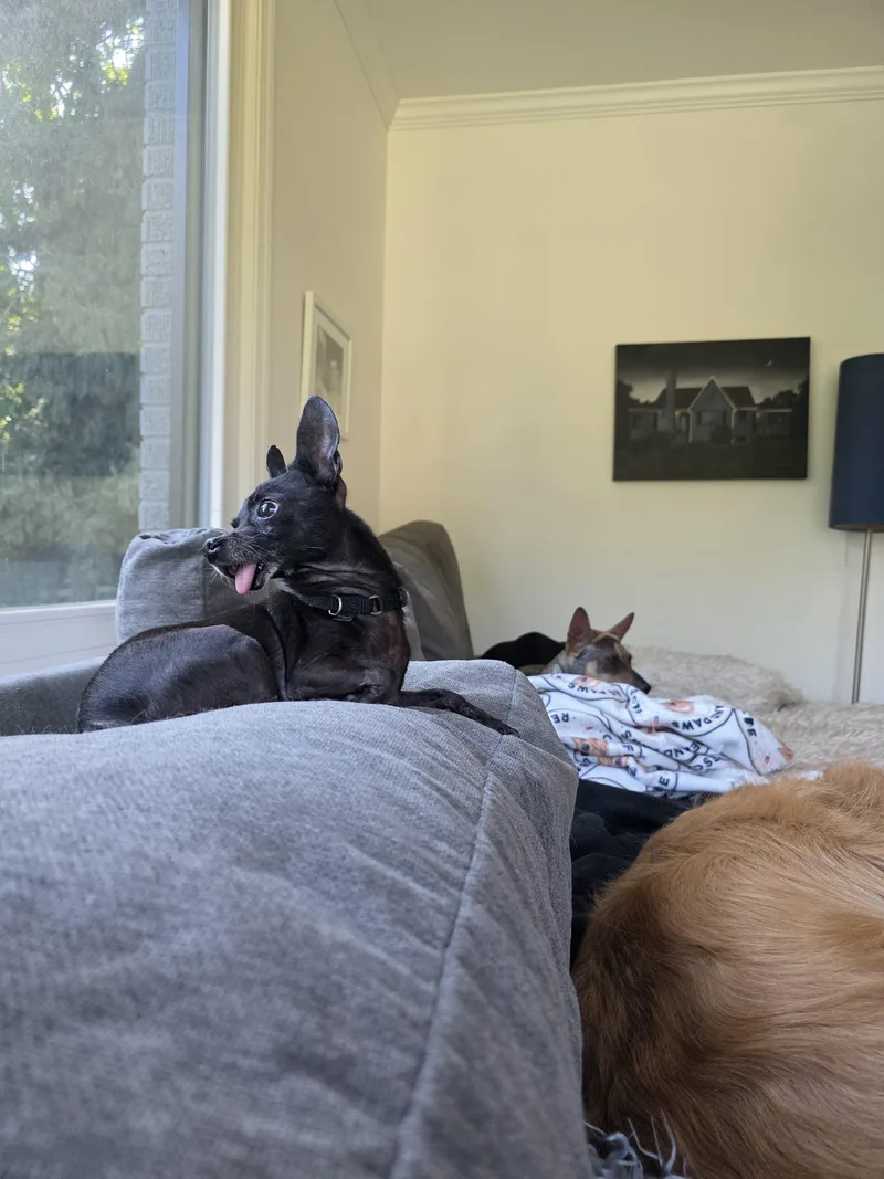 Mr. Pickles thumbnail 4