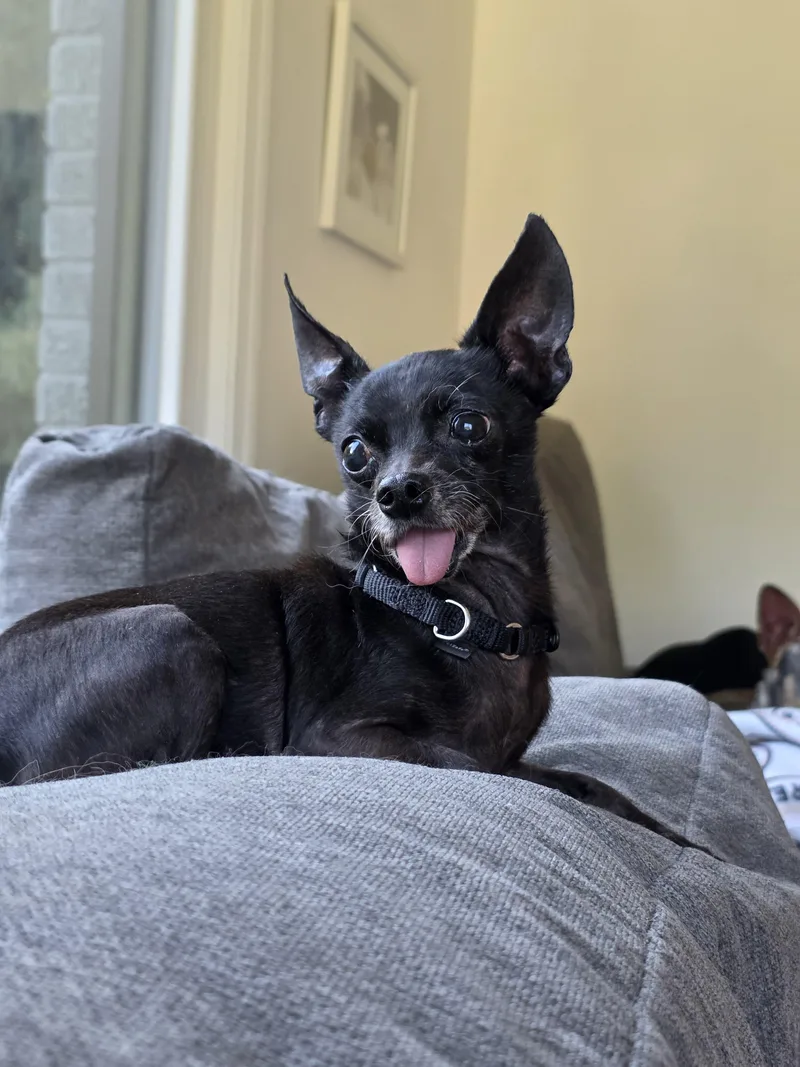 Mr. Pickles thumbnail 6