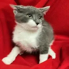 A baby medium-sized female Gray & White Domestic Short Hair cat named Novi for adoption in Green Valley, AZ