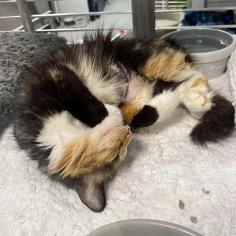 A young medium-sized female Calico Domestic Medium Hair cat named Karina for adoption in Hampton Bays, NY