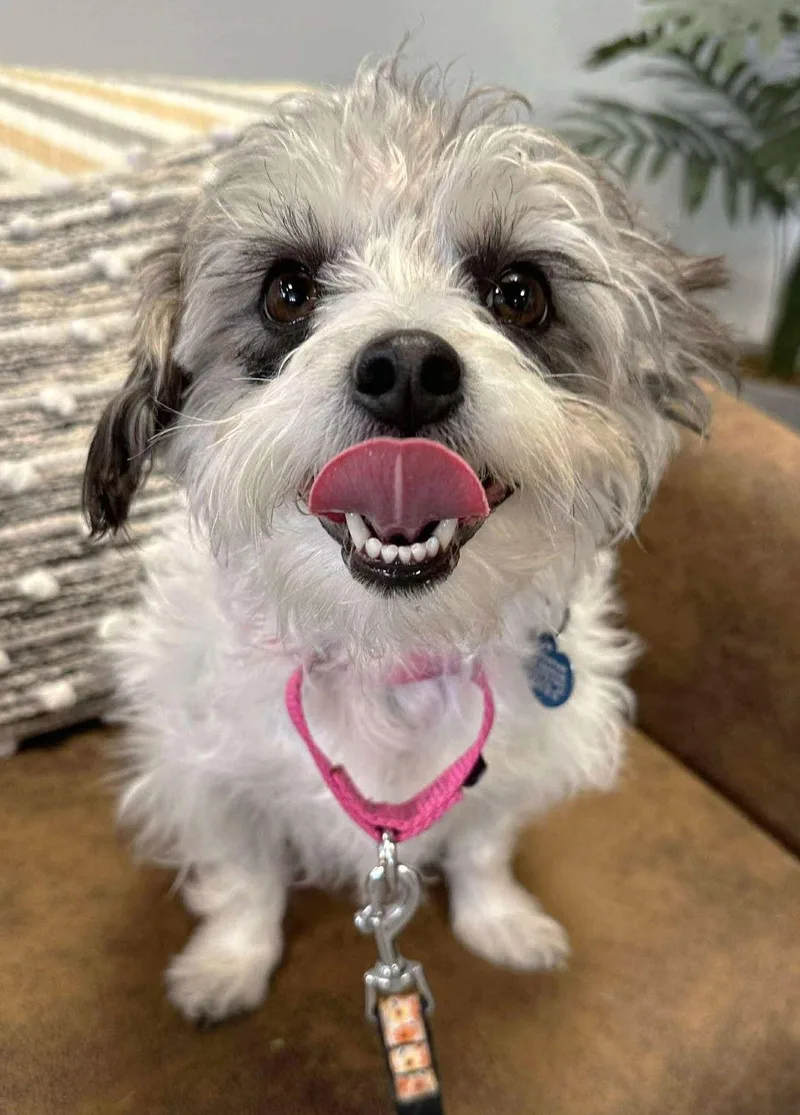 Nac's Mei Mei Tx thumbnail 3