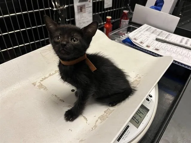 A baby small-sized female Domestic Short Hair cat named Pixel for adoption in Antioch, CA