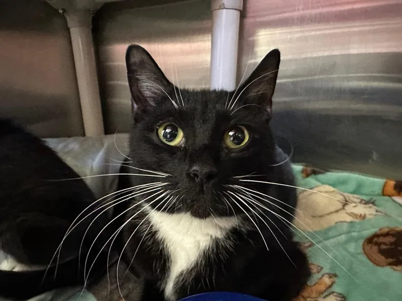 A young medium-sized female Domestic Short Hair cat named Checkers for adoption in Pomona, NY