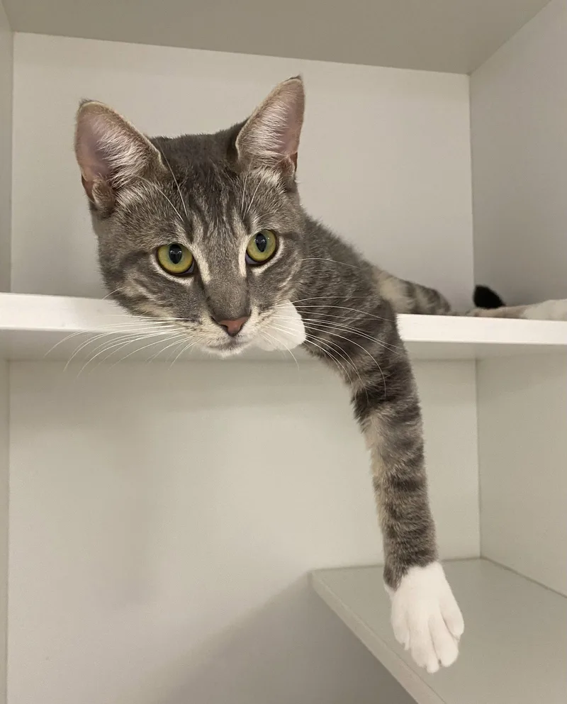 An adult medium-sized male Domestic Short Hair cat named Tinsel for adoption in Satellite Beach, FL