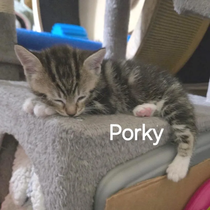 A baby small-sized male Brown / Chocolate Domestic Short Hair cat named Porky for adoption in Chino Hills, CA
