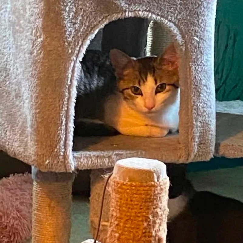A baby medium-sized female Tabby (Gray / Blue / Silver) Domestic Short Hair cat named Moana for adoption in Carnegie, PA