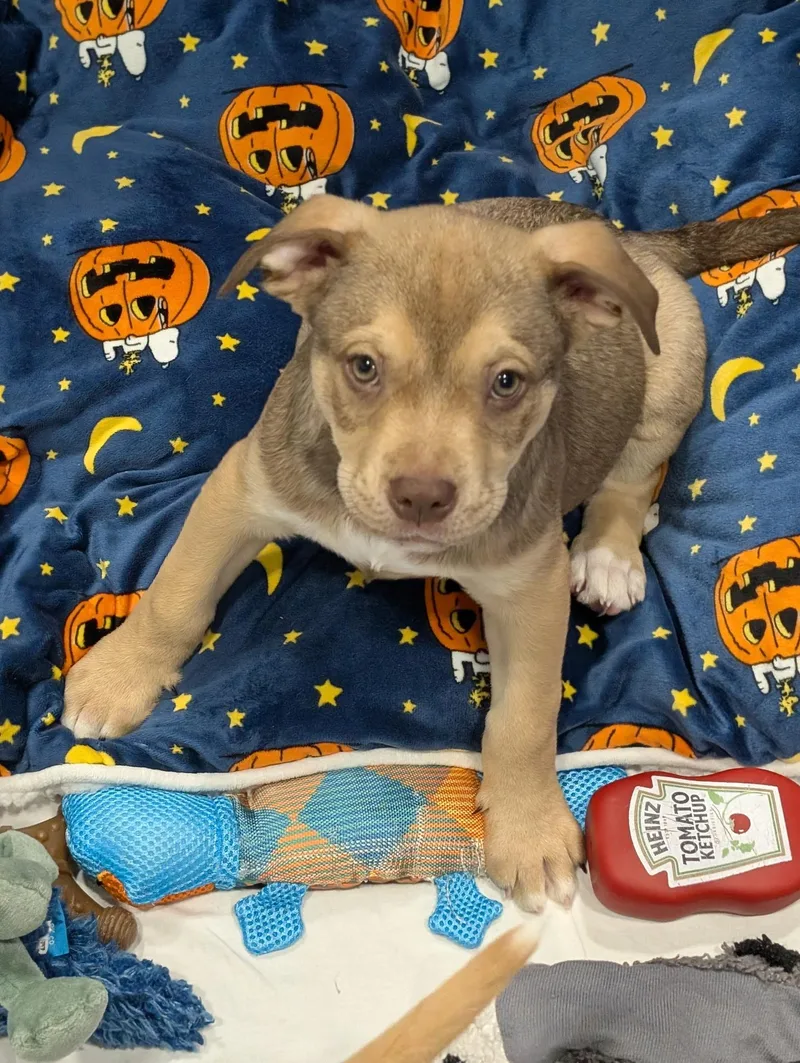 A baby medium-sized male White / Cream English Shepherd dog named Marshall for adoption in Kalamazoo, MI