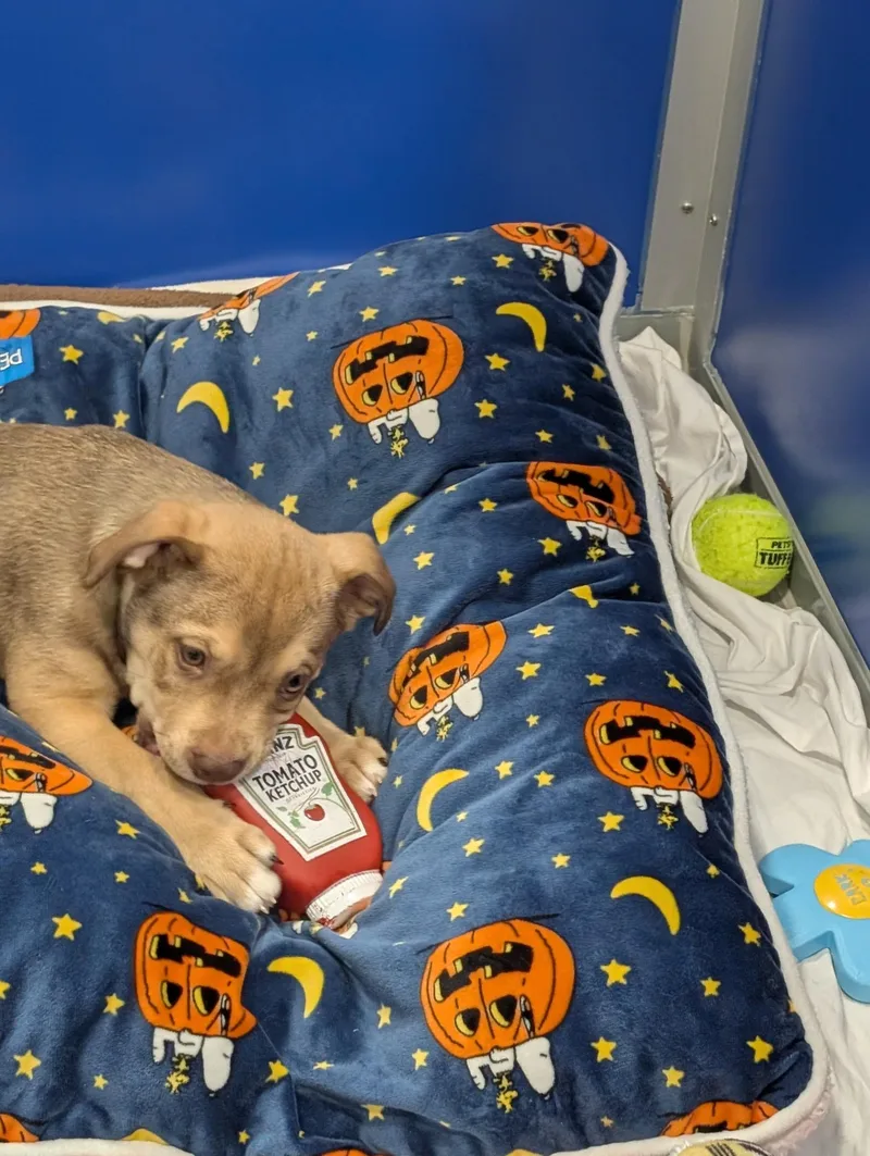 Marshall thumbnail 2