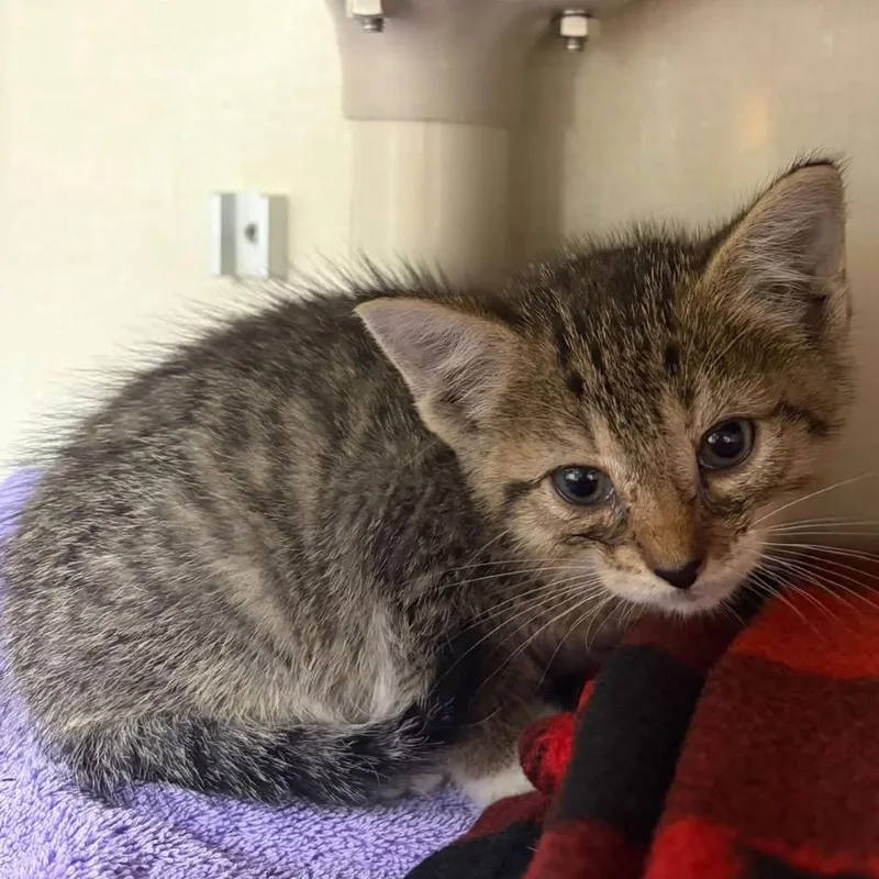 A baby small-sized male Domestic Short Hair cat named Risky Business for adoption in Mentor, OH