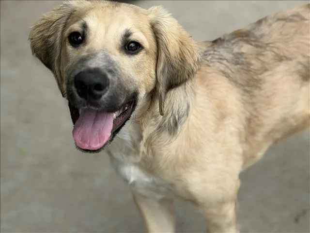 A baby medium-sized male German Shepherd Dog dog named Knox for adoption in Tulsa, OK