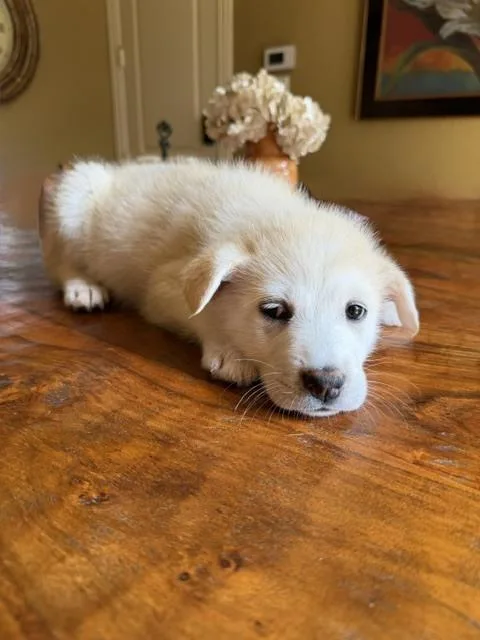 A baby small-sized female Great Pyrenees dog named Snowflake Crew: Elsa for adoption in Dallas, TX