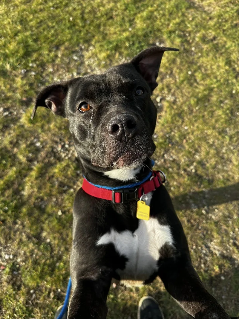 Hermione thumbnail 2