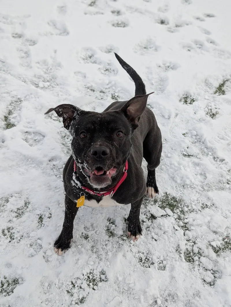 Hermione thumbnail 3