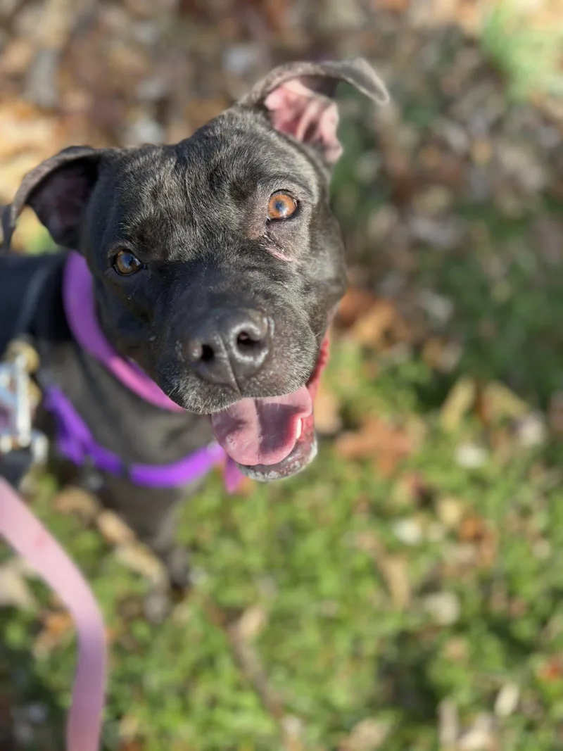 Hermione thumbnail 4