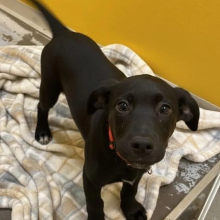 A young medium-sized female Black Mixed Breed dog named Luna for adoption in Elyria, OH