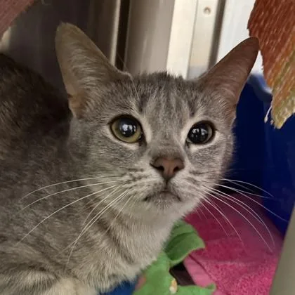 An adult medium-sized female Tabby (Gray / Blue / Silver) Domestic Short Hair cat named Elsa for adoption in Lansing, MI