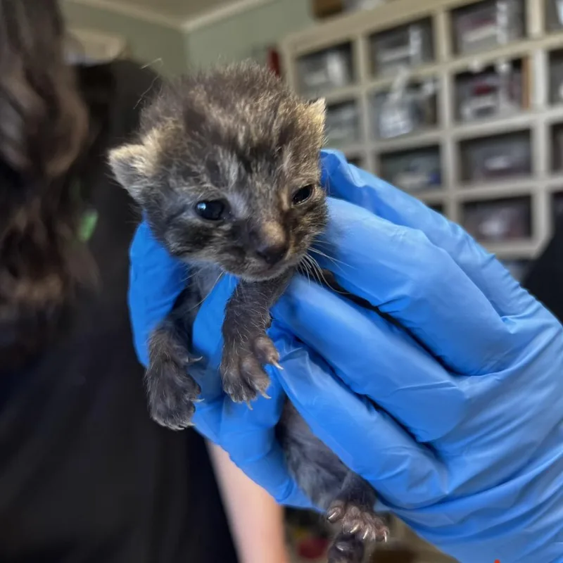 A baby small-sized male Brown / Chocolate Domestic Short Hair cat named Beignet for adoption in Mount Juliet, TN
