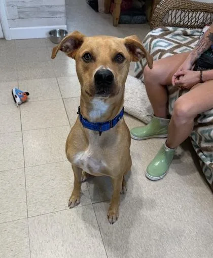 An adult medium-sized male Labrador Retriever dog named Finn for adoption in Key West, FL