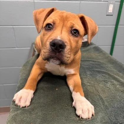 A young large-sized male Pit Bull Terrier dog named Emmett for adoption in Kansas City, MO