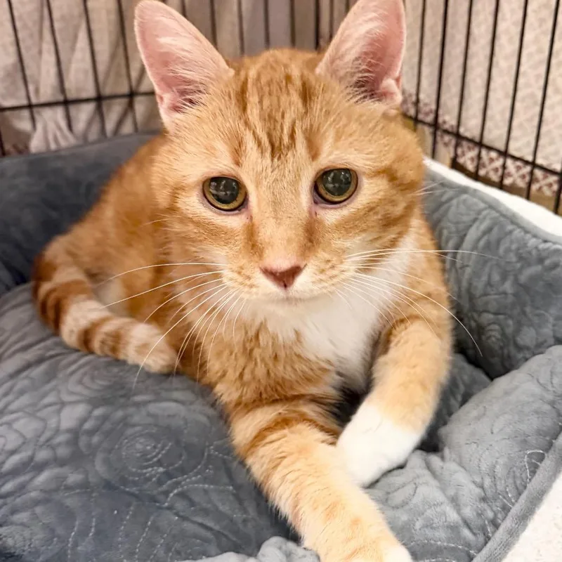 A senior large-sized male Orange & White Domestic Short Hair cat named Captain Carrot for adoption in Hudson, NY