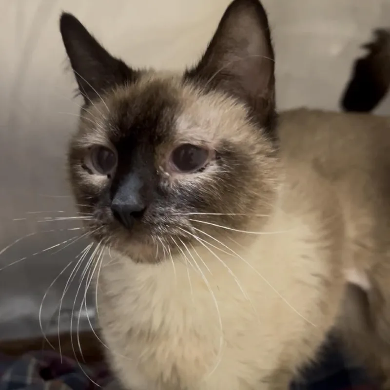 An adult medium-sized female Brown / Chocolate Domestic Short Hair cat named D'Asia for adoption in Kanab, UT