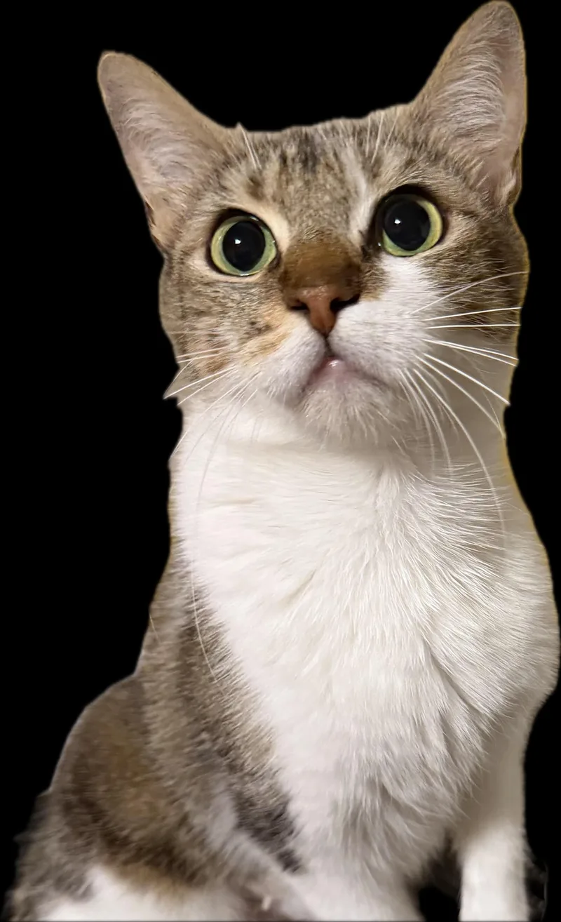 A young medium-sized female Tabby (Brown / Chocolate) Domestic Short Hair cat named Pickle for adoption in Fort Worth, TX