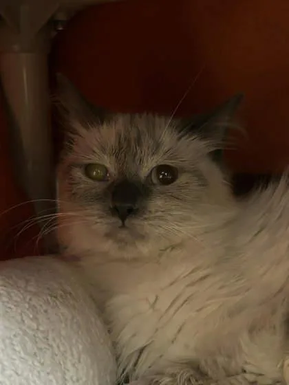 An adult large-sized female Domestic Long Hair cat named Hyphen for adoption in Munster, IN