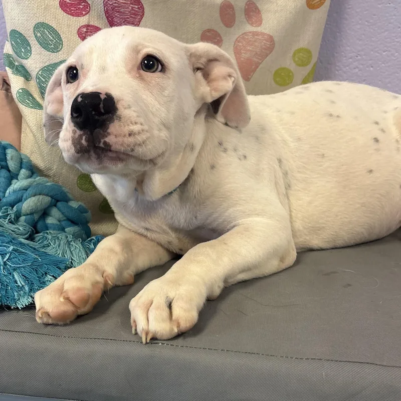 A baby medium-sized male American Bully dog named Squish for adoption in Bardstown, KY
