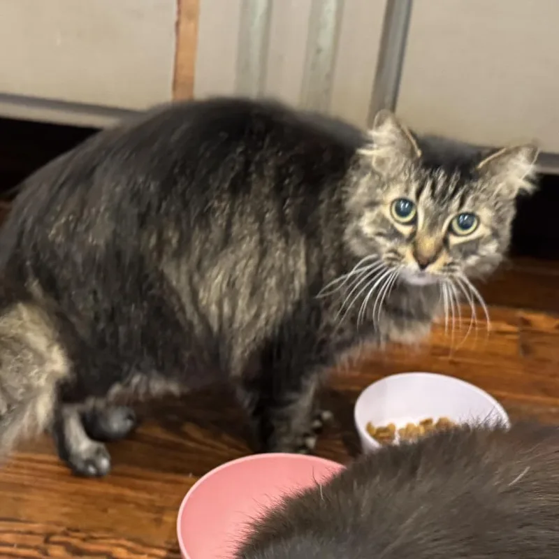 A senior medium-sized female Brown / Chocolate Domestic Long Hair cat named Jitterbug for adoption in Flower Mound, TX